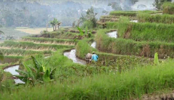 Beragam Jenis Atau Varietas Padi Yang Ditaman Di Indonesia - Paradeshi